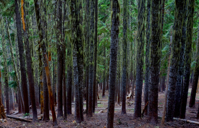 PNW Forests. Some of my favorite views. 