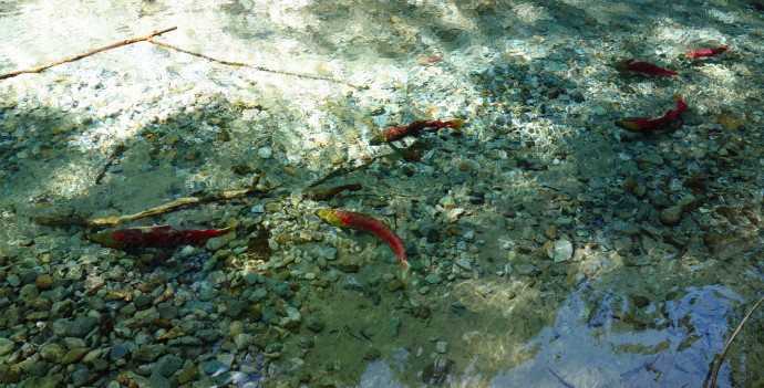 Sockeye spawning in the Chilliwack River