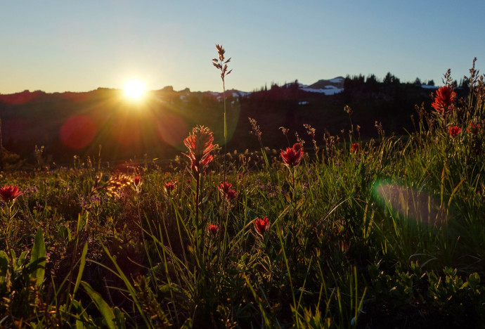 Indian Paintbrush at Snowgrass Flats