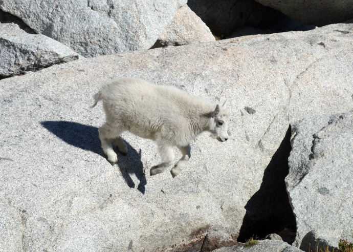Baby goat! Our website's inspiration.